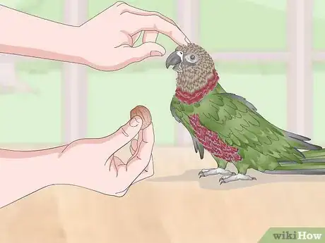 Image titled Know if a Hawk‐Headed Parrot Is Right for You Step 11