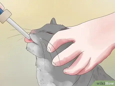 Image titled Treat Epilepsy in Cats Step 3