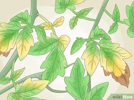 Image titled Why Does Your Plant Have Yellow Leaves Step 8