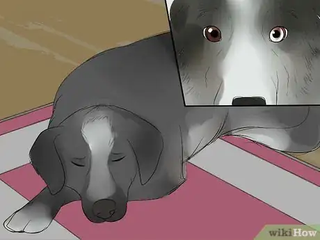 Image titled Care for Collies Step 3