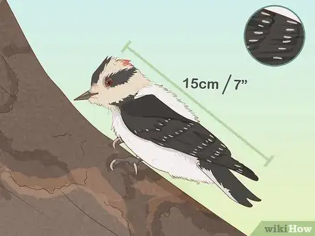 Image titled Attract Downy Woodpeckers Step 8