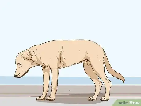 Image titled Manage Cognitive Dysfunction in Senior Dogs Step 13