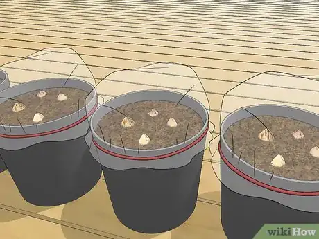 Image titled Plant an Areca Palm Step 5