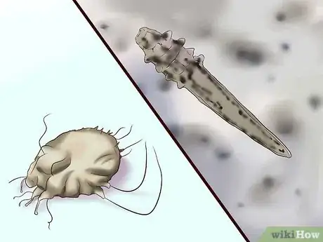 Image titled Diagnose and Treat Your Dog's Itchy Skin Problems Step 12