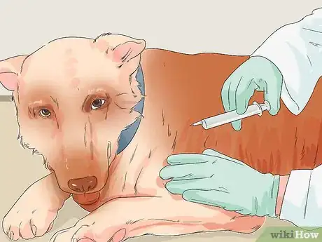 Image titled Involve a Dog in Pet Therapy Work Step 7