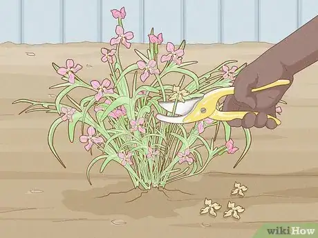 Image titled Grow Night Scented Stock Step 21