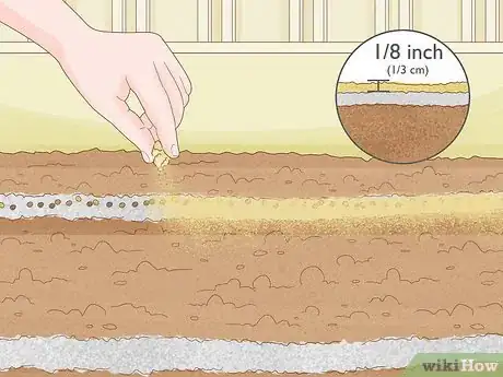 Image titled Grow Stock Flowers Step 8