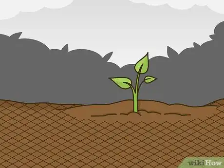 Image titled Stop a Ferret from Digging in Houseplants Step 6