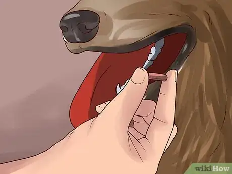 Image titled Treat Canine Kidney Disease Step 12