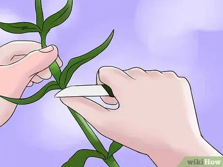 Image titled Help Carnations Make a Comeback Step 7Bullet1