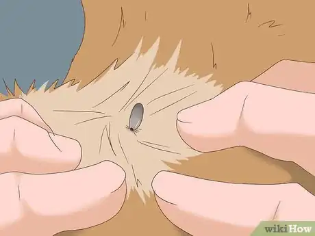 Image titled Remove Ticks from Furry Pets Step 4