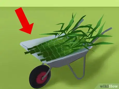 Image titled Harvest Sugar Cane Step 3