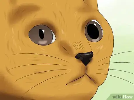 Image titled Treat Feline Retinal Disease Step 3