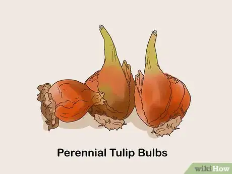 Image titled Get Tulip Bulbs Step 10