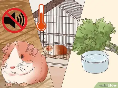 Image titled Handle Anorexia in Guinea Pigs Step 10