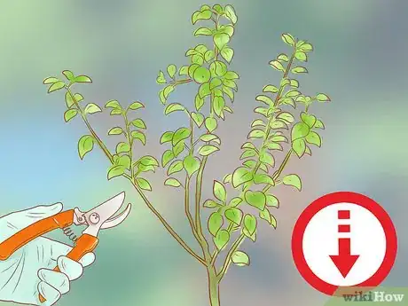 Image titled Prune a Fruit Tree Step 5