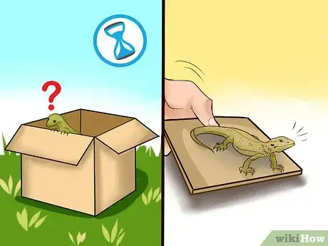 Image titled Catch a Lizard in the House Step 12