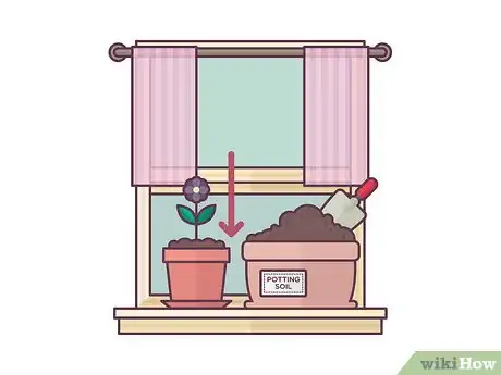 Image titled Repot African Violets Step 19