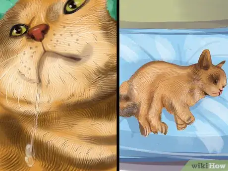 Image titled Treat Dental Disease in Senior Cats Step 10