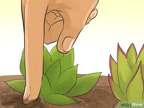 Image titled Propagate Succulents (Without Rooting Hormone) Step 14