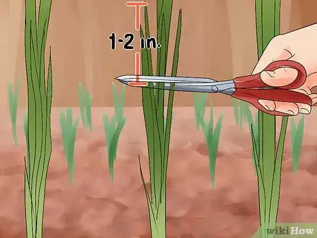 Image titled Grow Onions from Seed Step 15