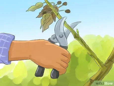 Image titled Prune a Quince Tree Step 5