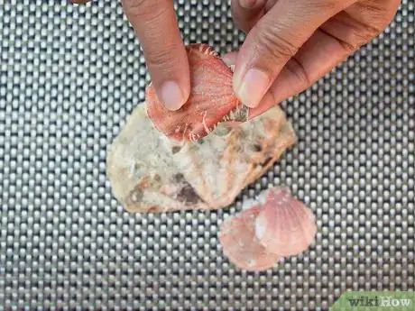 Image titled Clean and Polish Seashells Step 3