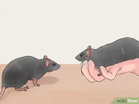 Image titled Exercise a Pet Rat Step 12