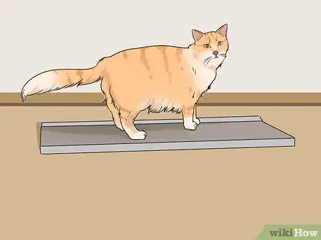 Image titled Take Care of an Aegean Cat Step 9