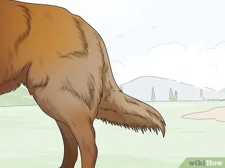 Image titled Identify a Belgian Tervuren Dog Step 6