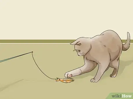 Image titled Care for a Balinese Step 1