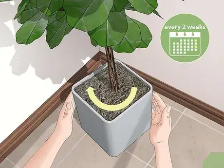 Image titled Care for a Fiddle Leaf Fig Step 3