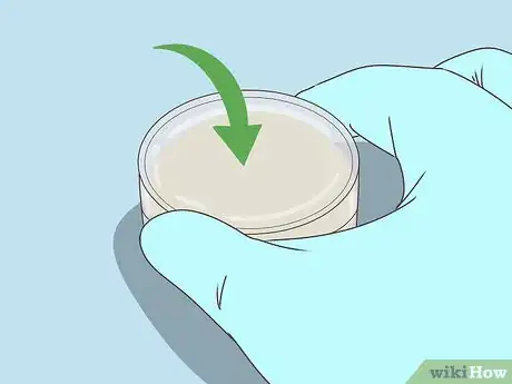 Image titled Plate Bacteria Using Aseptic Technique Step 8