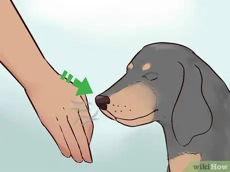 Image titled Identify a Black and Tan Coonhound Step 7