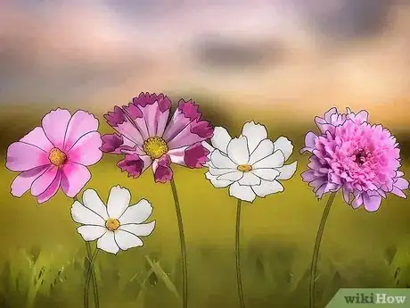 Image titled Grow Cosmos Flowers Step 1