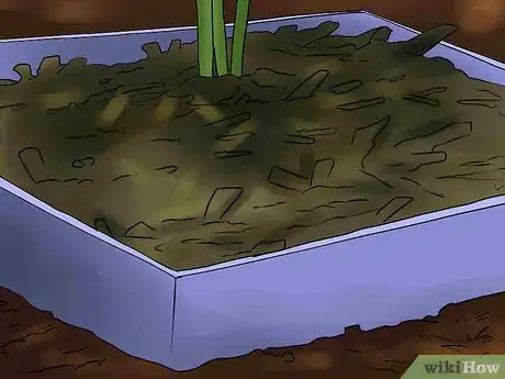 Image titled Overwinter Lily Bulbs Step 12