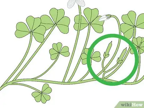 Image titled Harvest Wood Sorrel Step 6