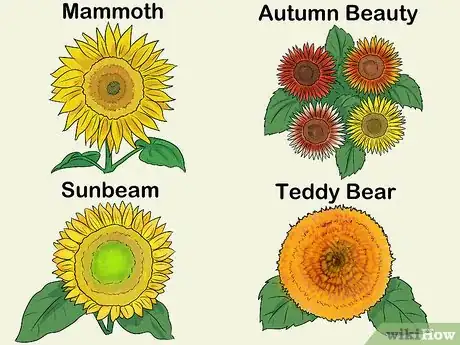 Image titled Grow Sunflowers Step 1