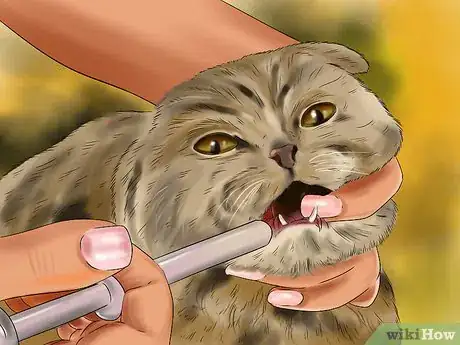 Image titled Give L‐Carnitine to Cats with Fatty Liver Step 8