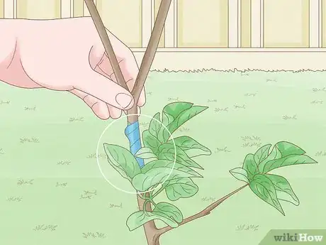 Image titled Trim an Overgrown Lilac Bush Step 1