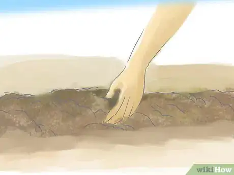 Image titled Grow Butterfly Weed Step 6