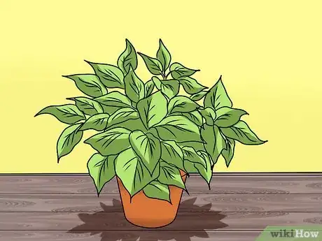 Image titled Grow Coleus Step 14