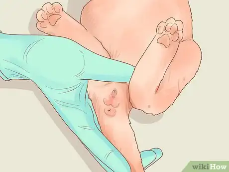 Image titled Adopt a Pair of Kittens Step 11