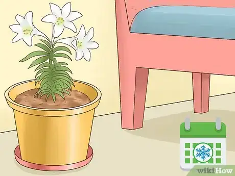 Image titled Plant Easter Lilies Step 6