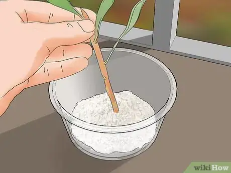 Image titled Grow Protea Step 15