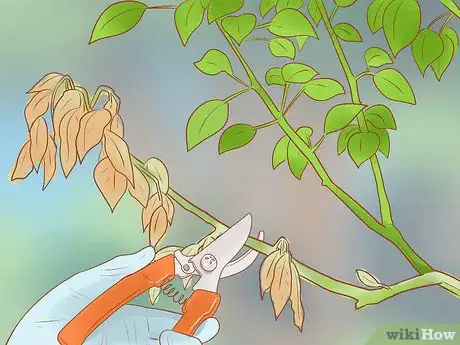 Image titled Prune a Fruit Tree Step 2