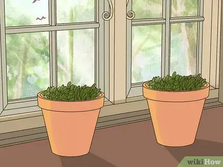 Image titled Grow Perennials From Seed Step 12