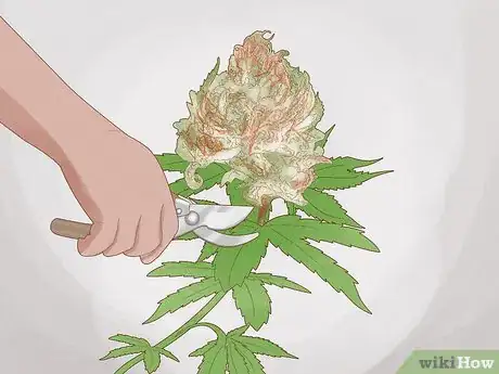 Image titled Grow Royal Gorilla Step 19