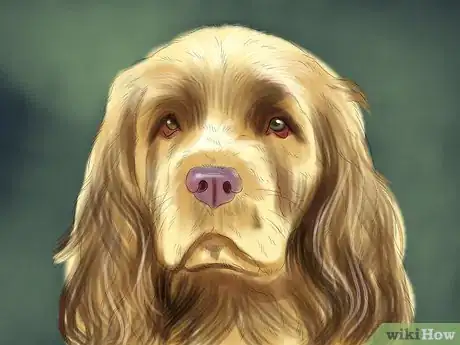 Image titled Identify a Sussex Spaniel Step 3