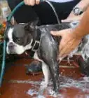 Bathe a Clumsy Dog